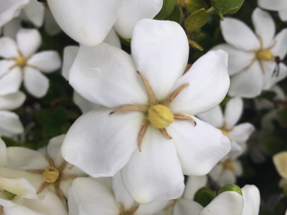 Gardenia jasminoides 'Heaven Scent' PictureThis