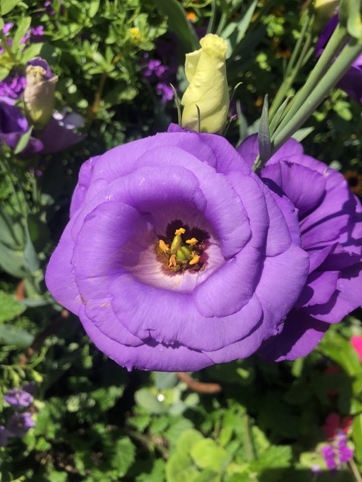 Eustoma grandiflorum 'Mermaid Blue' - PictureThis