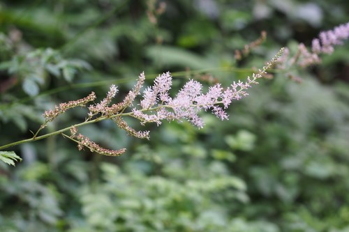 チダケサシ Astilbe Microphylla 花言葉 学名 よくある質問 Picturethis