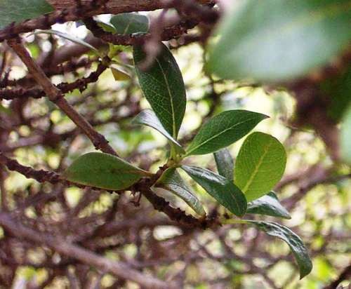 Coprosma PictureThis