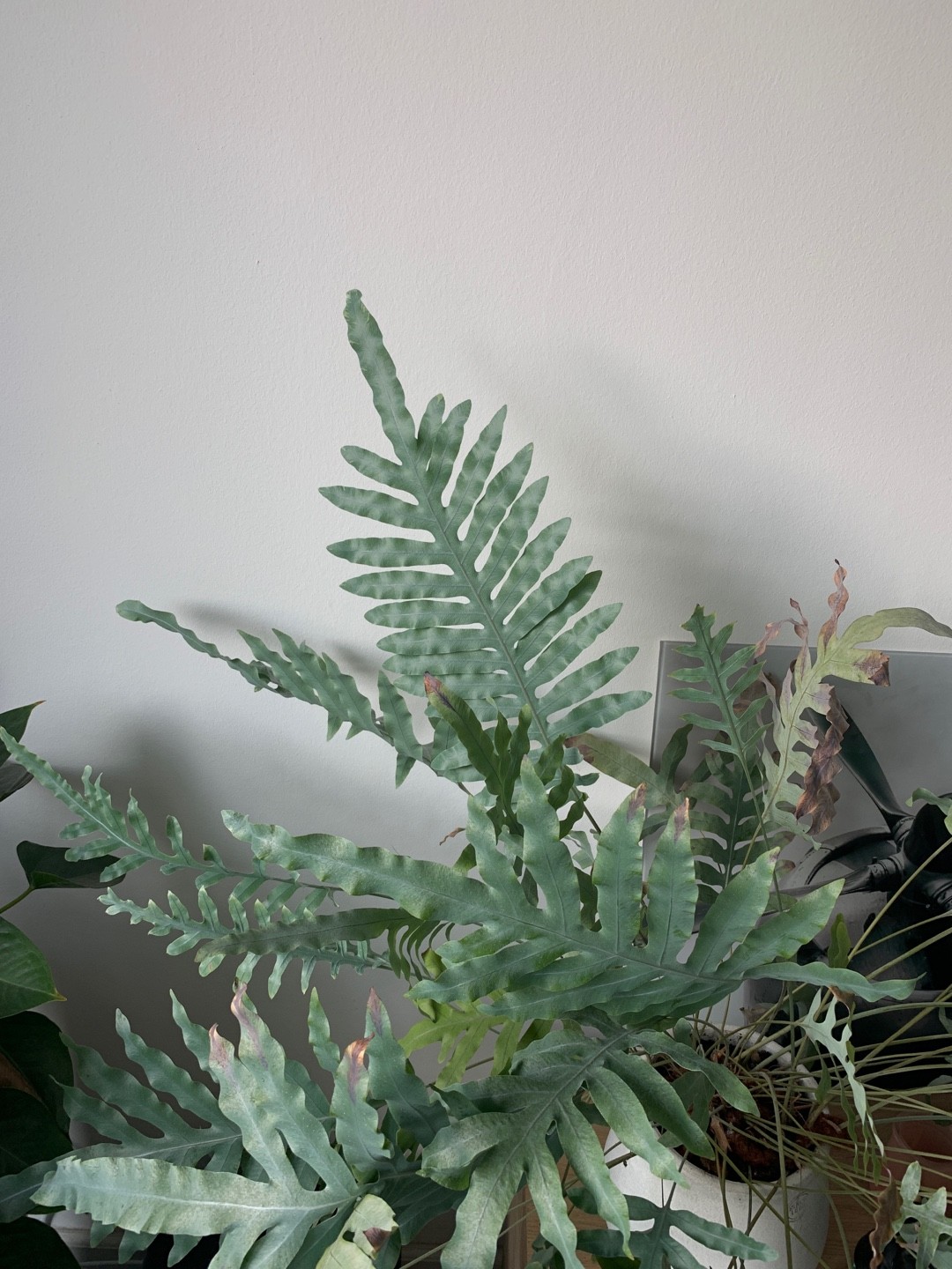 Phlebodium Aureum Blue Star 花言葉 学名 よくある質問 Picturethis