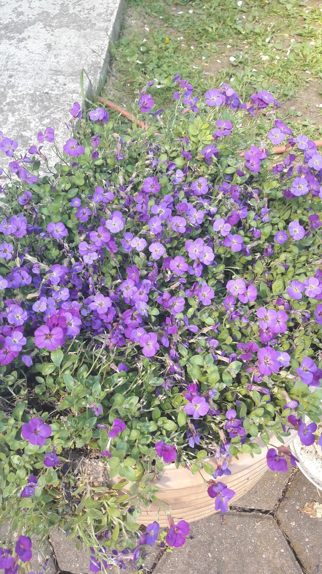 Aubrieta 花言葉 学名 よくある質問 Picturethis