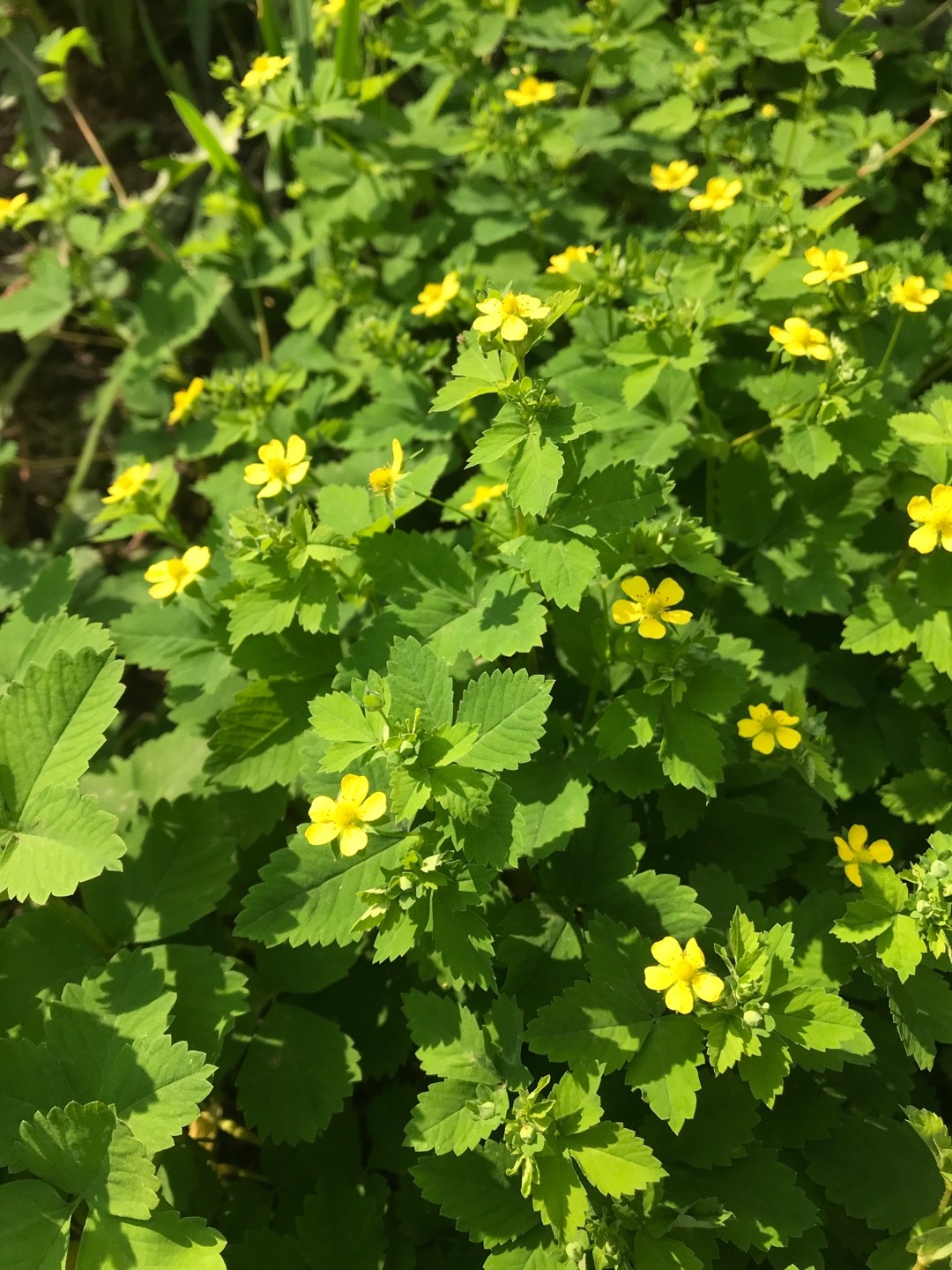 ヒメヘビイチゴ 姫蛇苺 Potentilla Centigrana 花言葉 学名 よくある質問 Picturethis