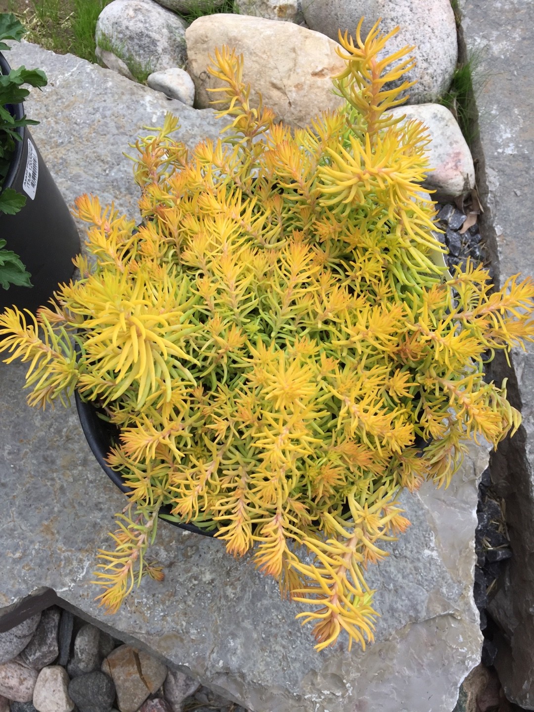 ペテロセダム属 Petrosedum 花言葉 学名 よくある質問 Picturethis