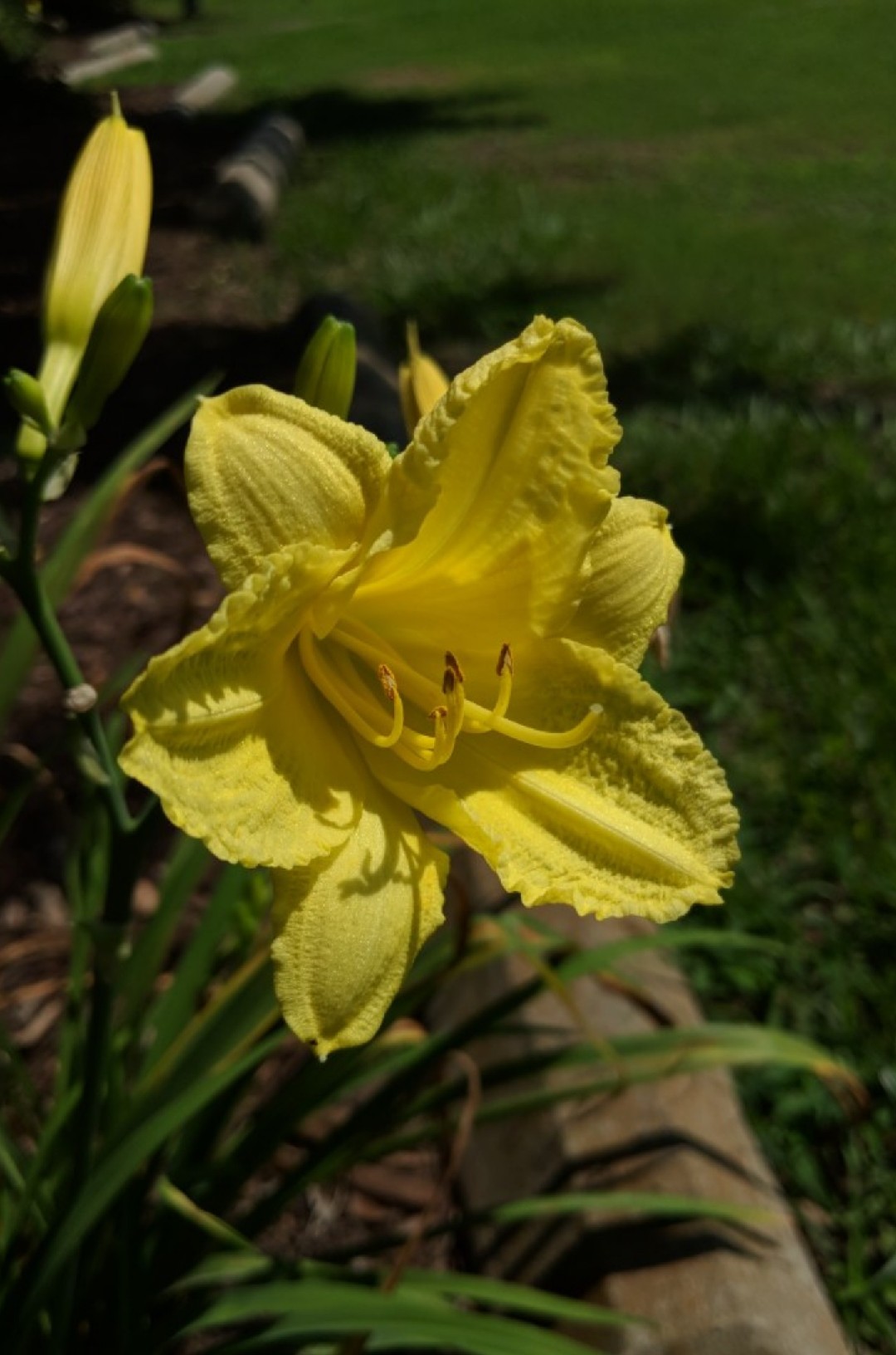 Hemerocallis 'Happy Returns' - PictureThis