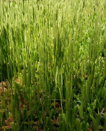 Pseudolycopodiella PictureThis