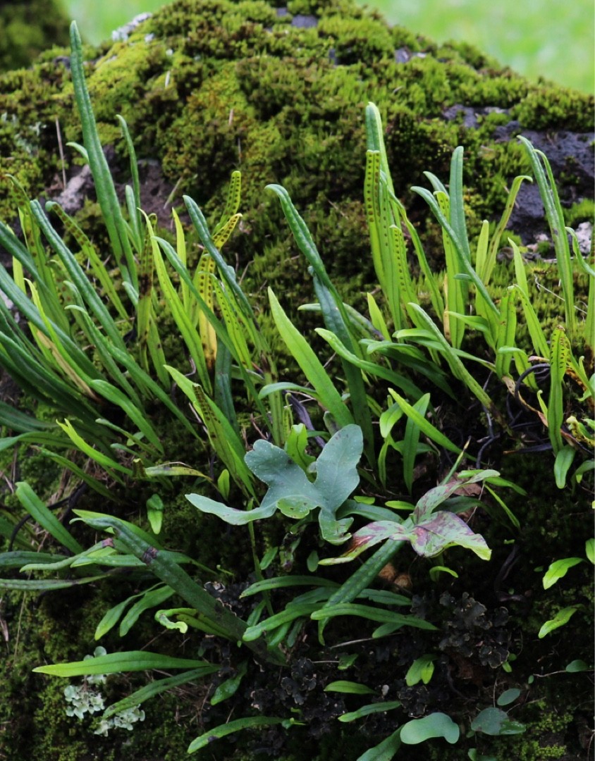 ミヤマノキシノブ Lepisorus Ussuriensis 花言葉 毒性 よくある質問 Picturethis ミヤマノキシノブ Lepisorus Ussuriensis 花言葉 毒性 よくある質問 Picturethis