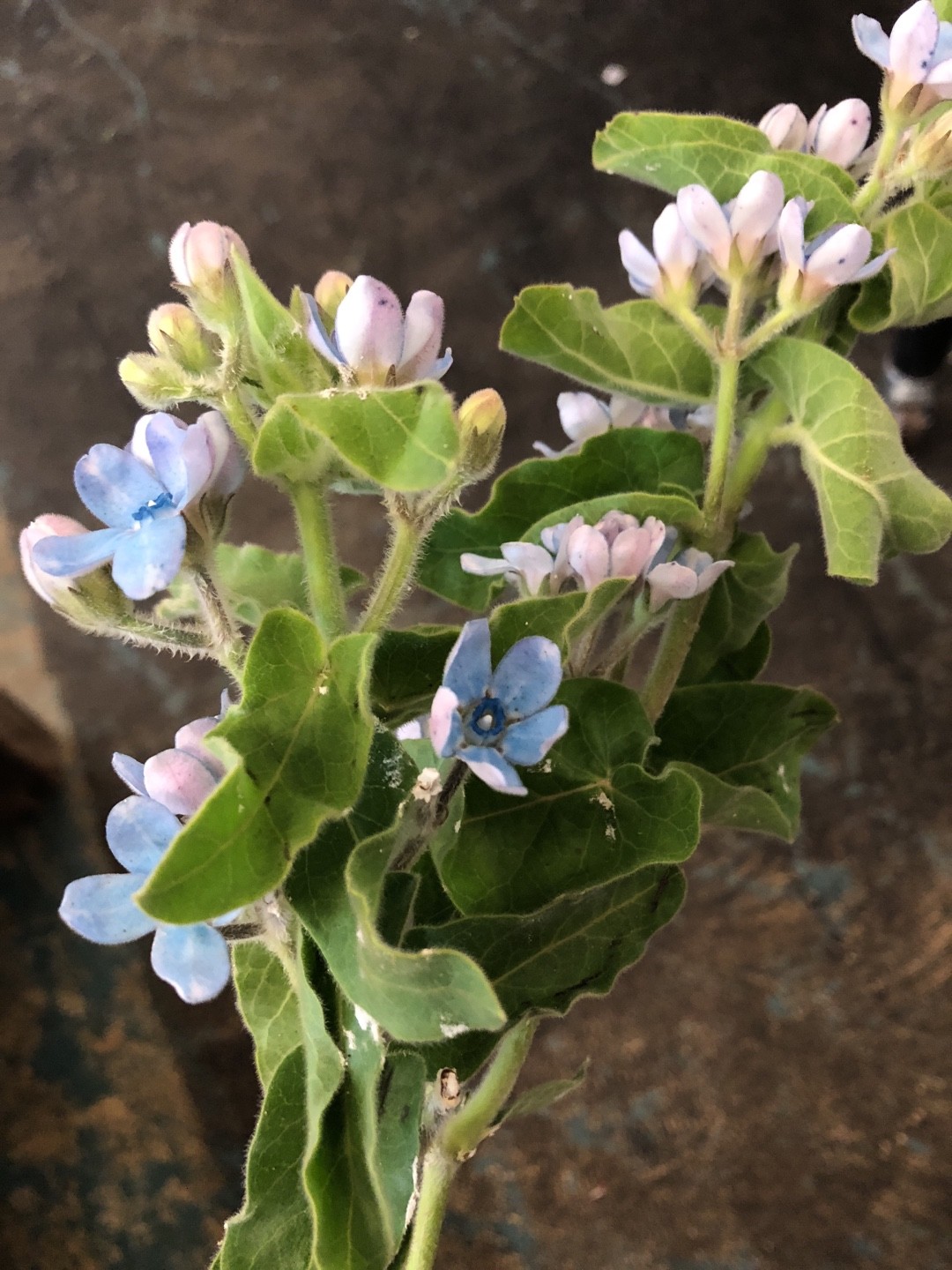 ブルースター Oxypetalum Coeruleum 花言葉 学名 よくある質問 Picturethis