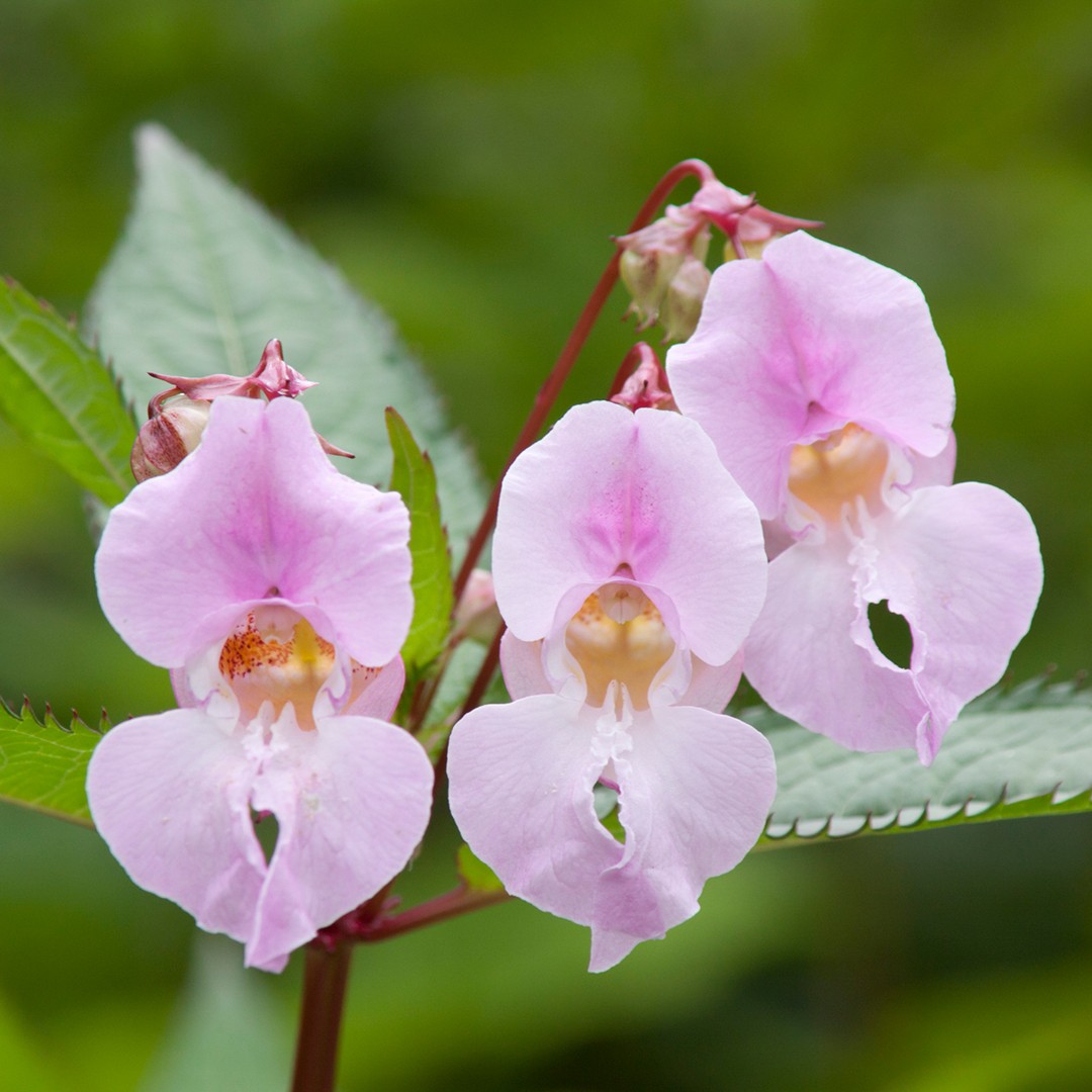 Himalayan balsam Care (Watering, Fertilize, Pruning, Propagation) -  PictureThis