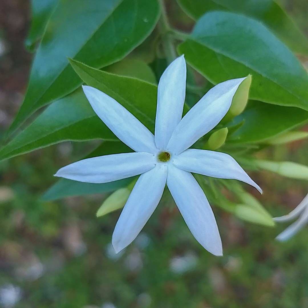 ジャスミナム エロンガタム Jasminum Elongatum 花言葉 学名 よくある質問 Picturethis