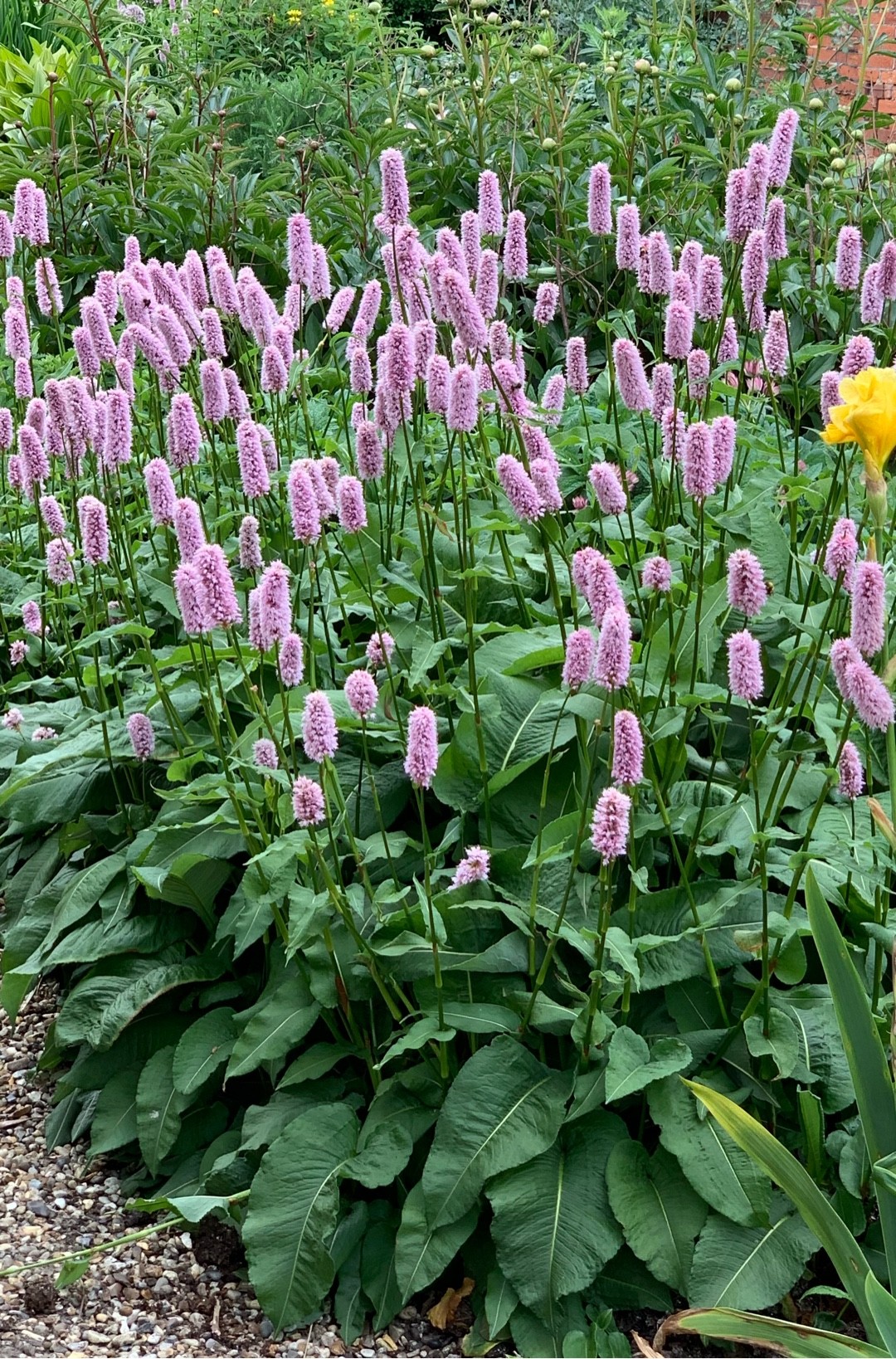 Persicaria (Persicaria) PictureThis