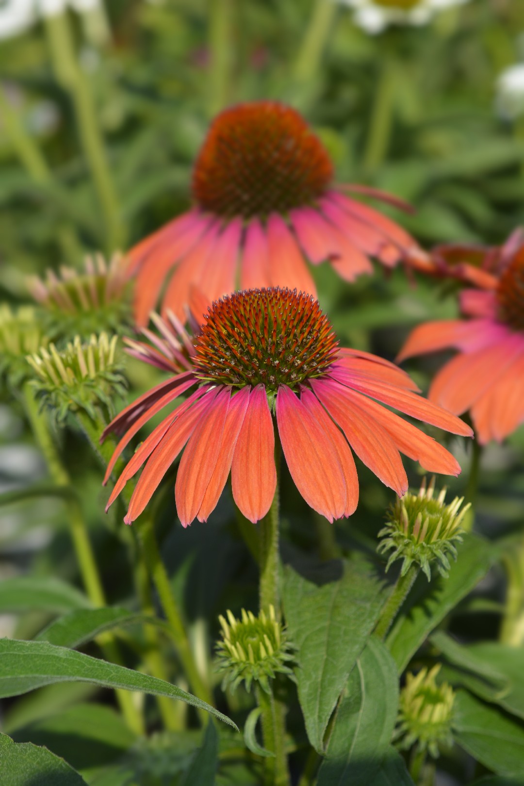 Echinacea Julia 花言葉 学名 よくある質問 Picturethis Echinacea Julia 花言葉 学名 よくある質問 Picturethis