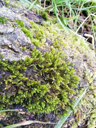 Cryphaea heteromalla PictureThis