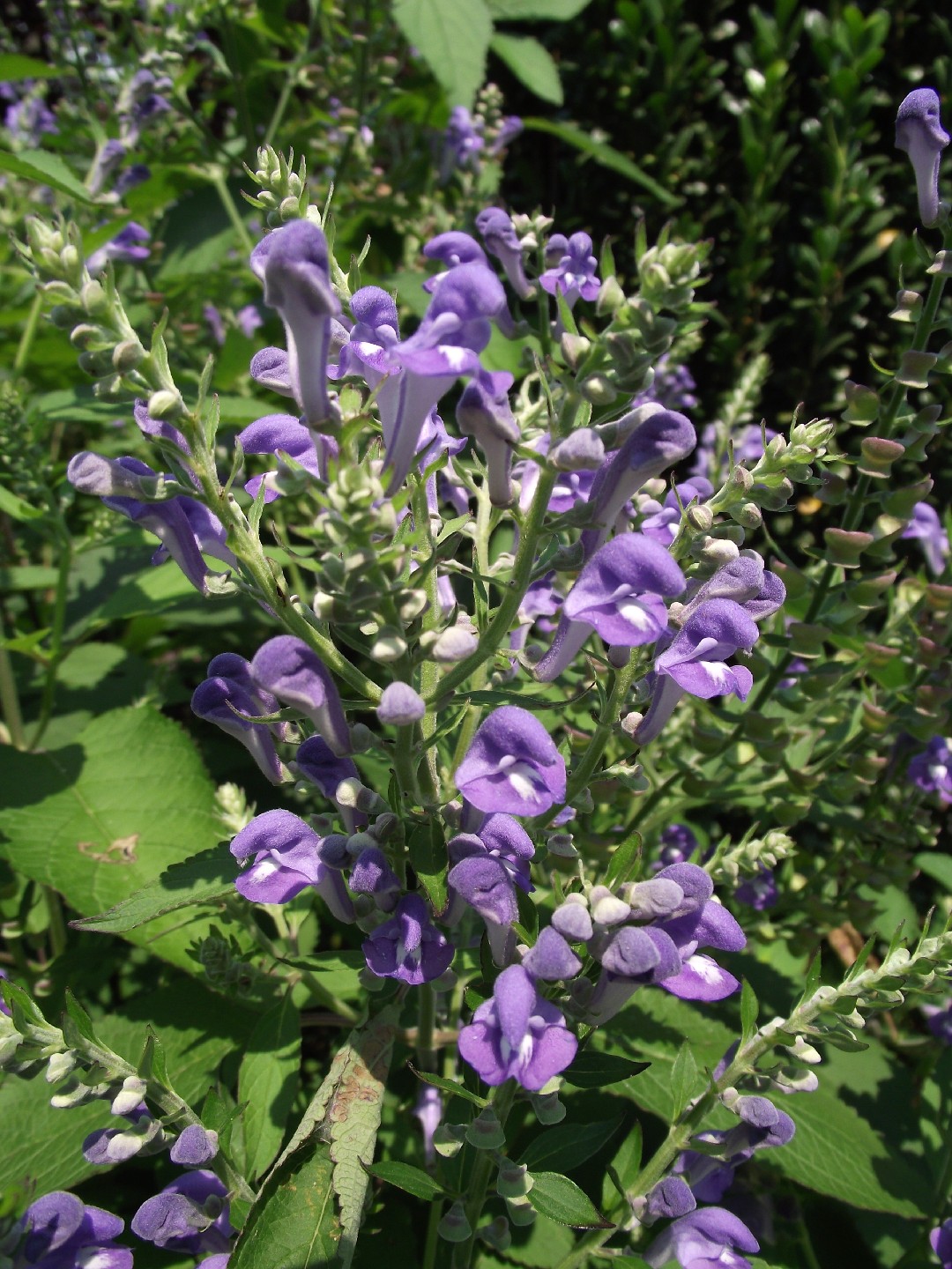 Downy Skullcap Scutellaria Incana Flower Leaf Uses PictureThis downy-skullcap-scutellaria-incana-flower-leaf-uses-picturethis