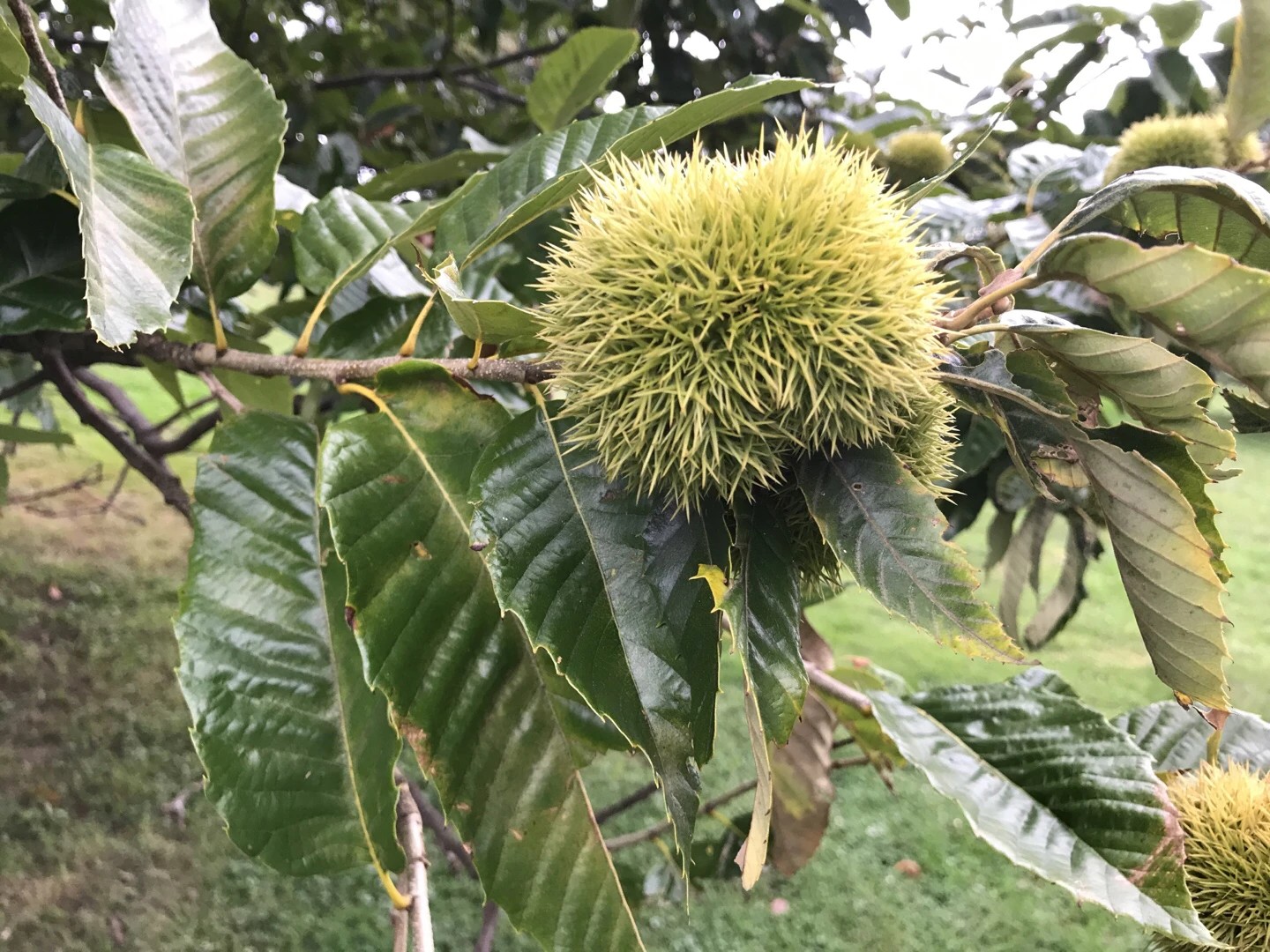 Japanese chestnut (Castanea crenata) Flower, Leaf, Uses PictureThis