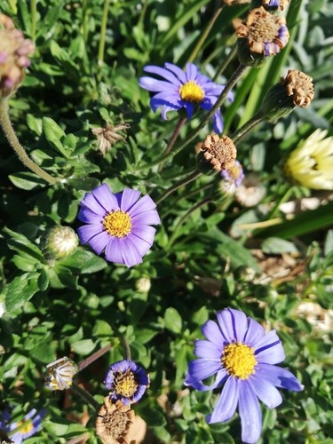 Felicia 花言葉 学名 よくある質問 Picturethis