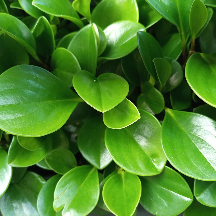 Online Plant Encyclopedia and Common Popular Plants PictureThis