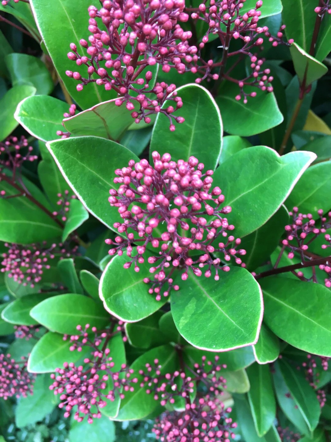 ミヤマシキミ 深山樒 Skimmia Japonica 花言葉 毒性 よくある質問 Picturethis