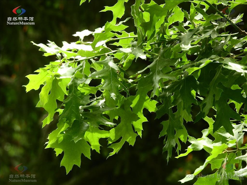 Quercus Pagoda Quercus Pagoda Picturethis