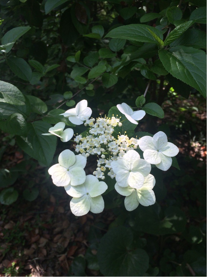 Viburnum macrocephalum f. keteleeri PictureThis