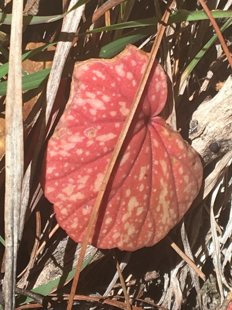 Begonia tapatia - PictureThis
