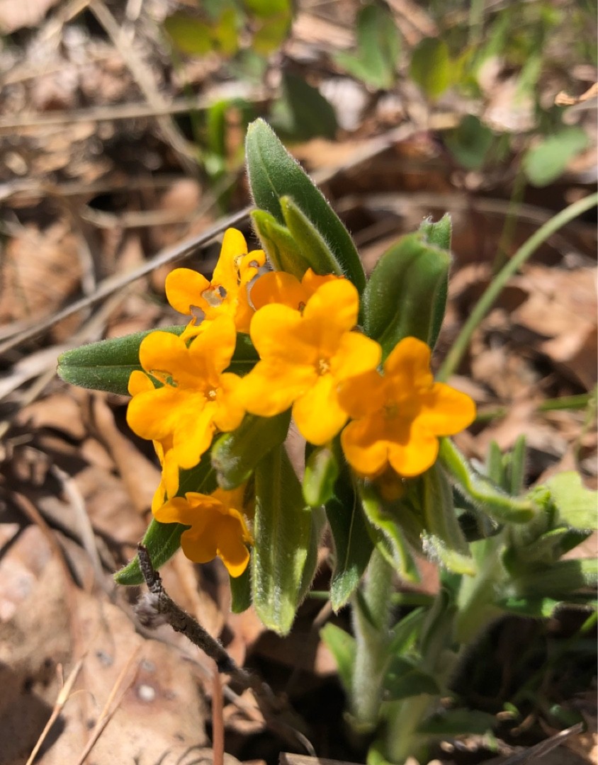 Lithospermum canescens PictureThis