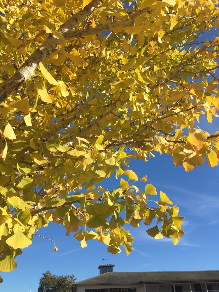 Ginkgo biloba 'Fairmont' PictureThis