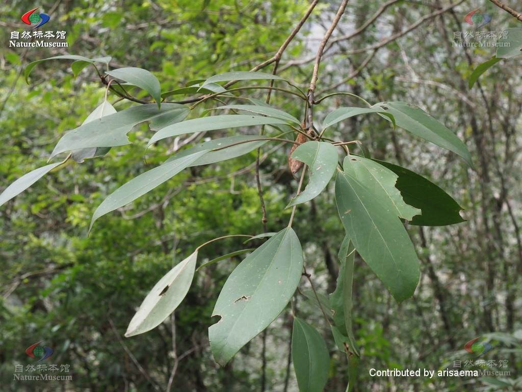 タイワンカクレミノ Dendropanax Dentiger 花言葉 毒性 よくある質問 Picturethis
