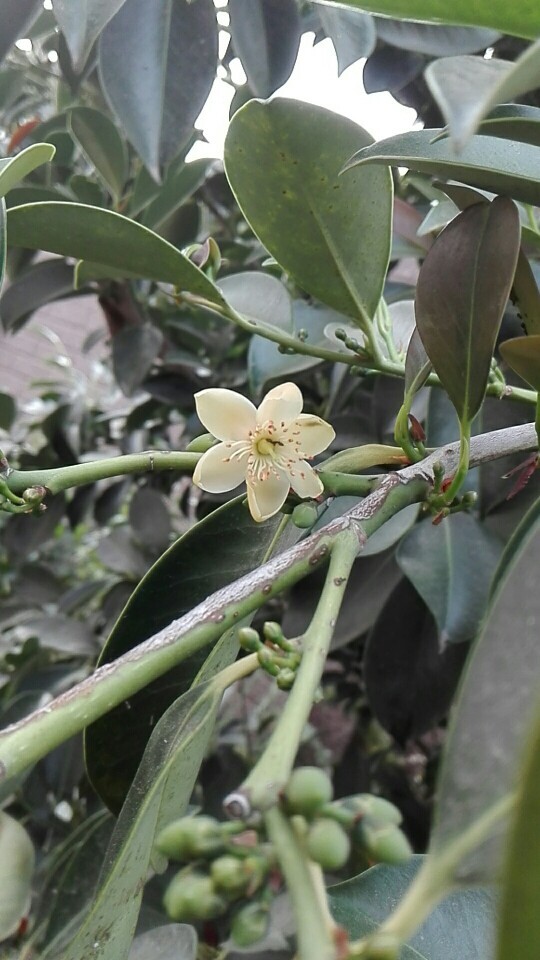 サカキ 榊 Cleyera Japonica 花言葉 学名 よくある質問 Picturethis