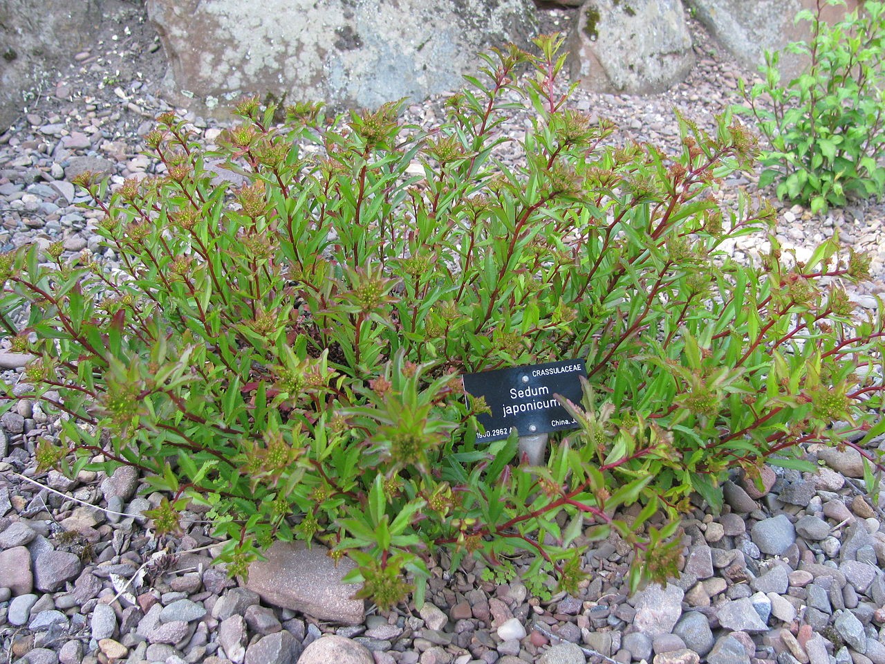メノマンネングサ 雌の万年草 Sedum Japonicum 花言葉 学名 よくある質問 Picturethis