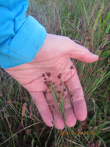 Schoenus PictureThis