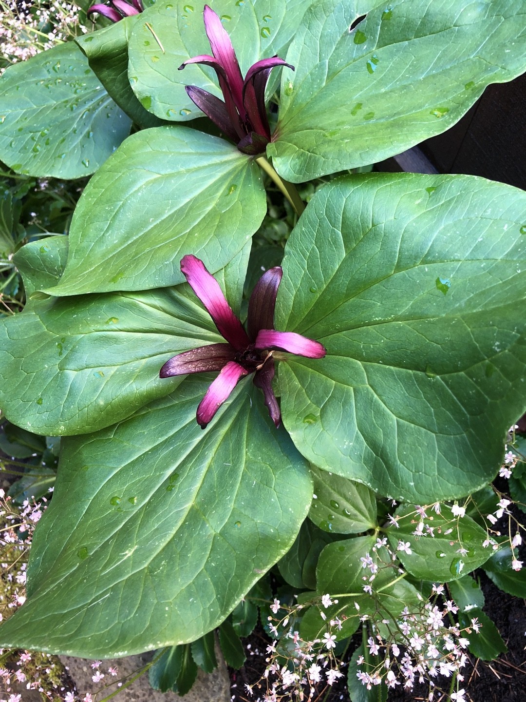 Trillium chloropetalum PictureThis