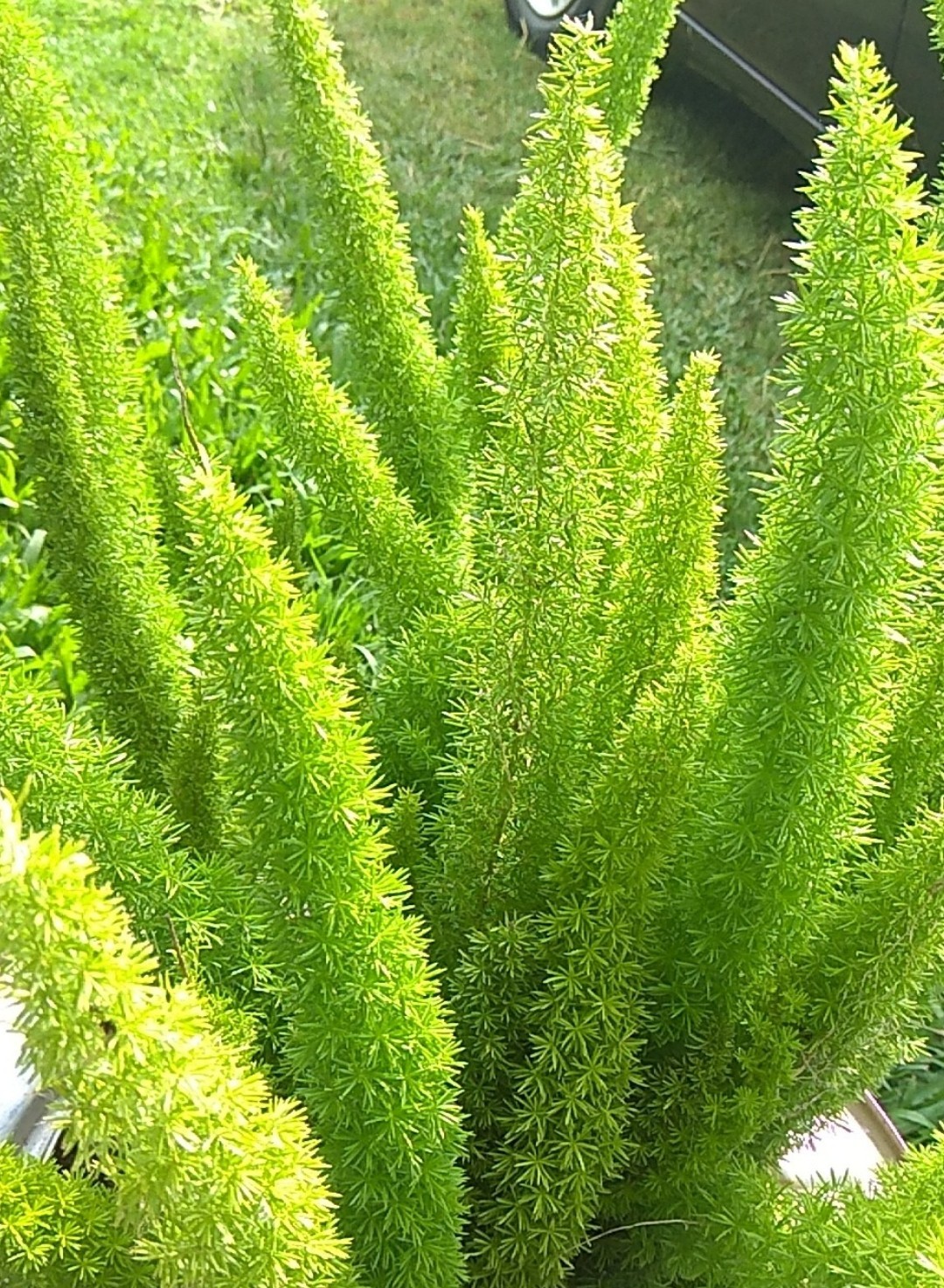 Asparagus densiflorus 'Myersii' (Asparagus densiflorus 'Myersii