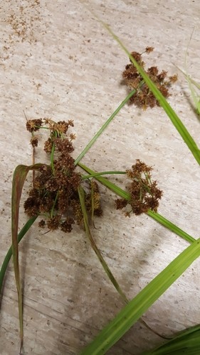 Scirpus PictureThis
