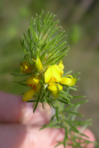 Phyllota phylicoides PictureThis