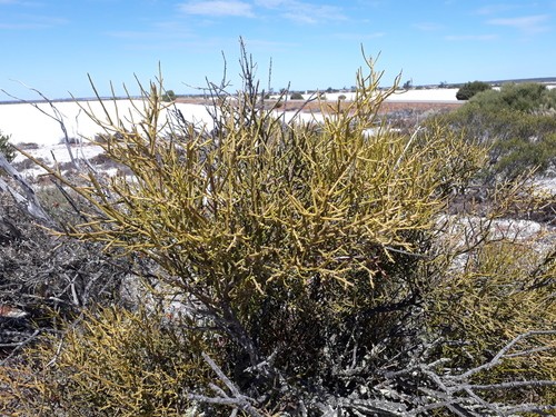 Exocarpos 花言葉 学名 よくある質問 Picturethis