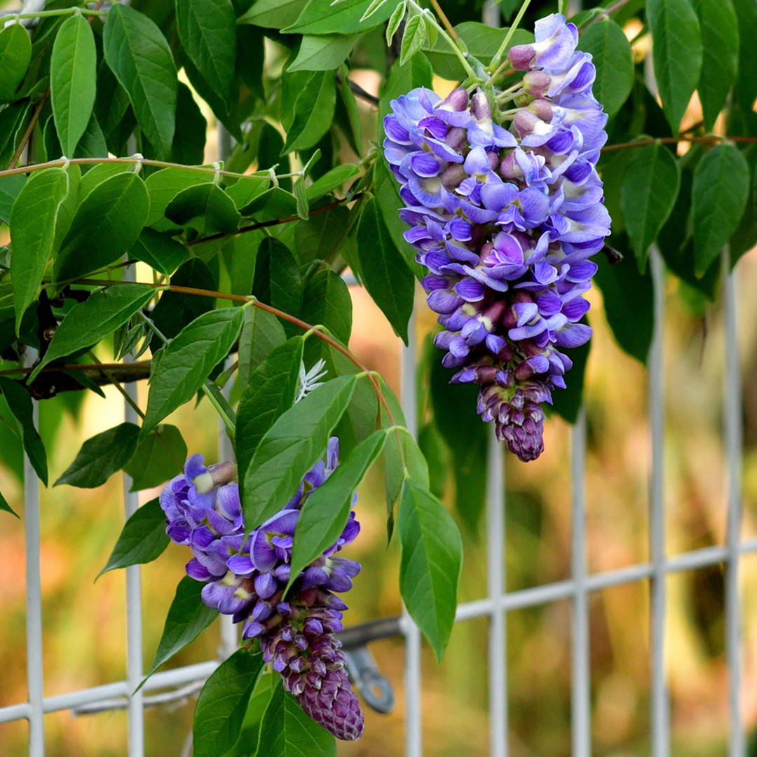 アメリカフジ 亜米利加藤 日常養生 育て方 潅水 施肥 剪定 病気 Picturethis アメリカフジ 亜米利加藤 日常養生 育て方 潅水 施肥 剪定 病気 Picturethis
