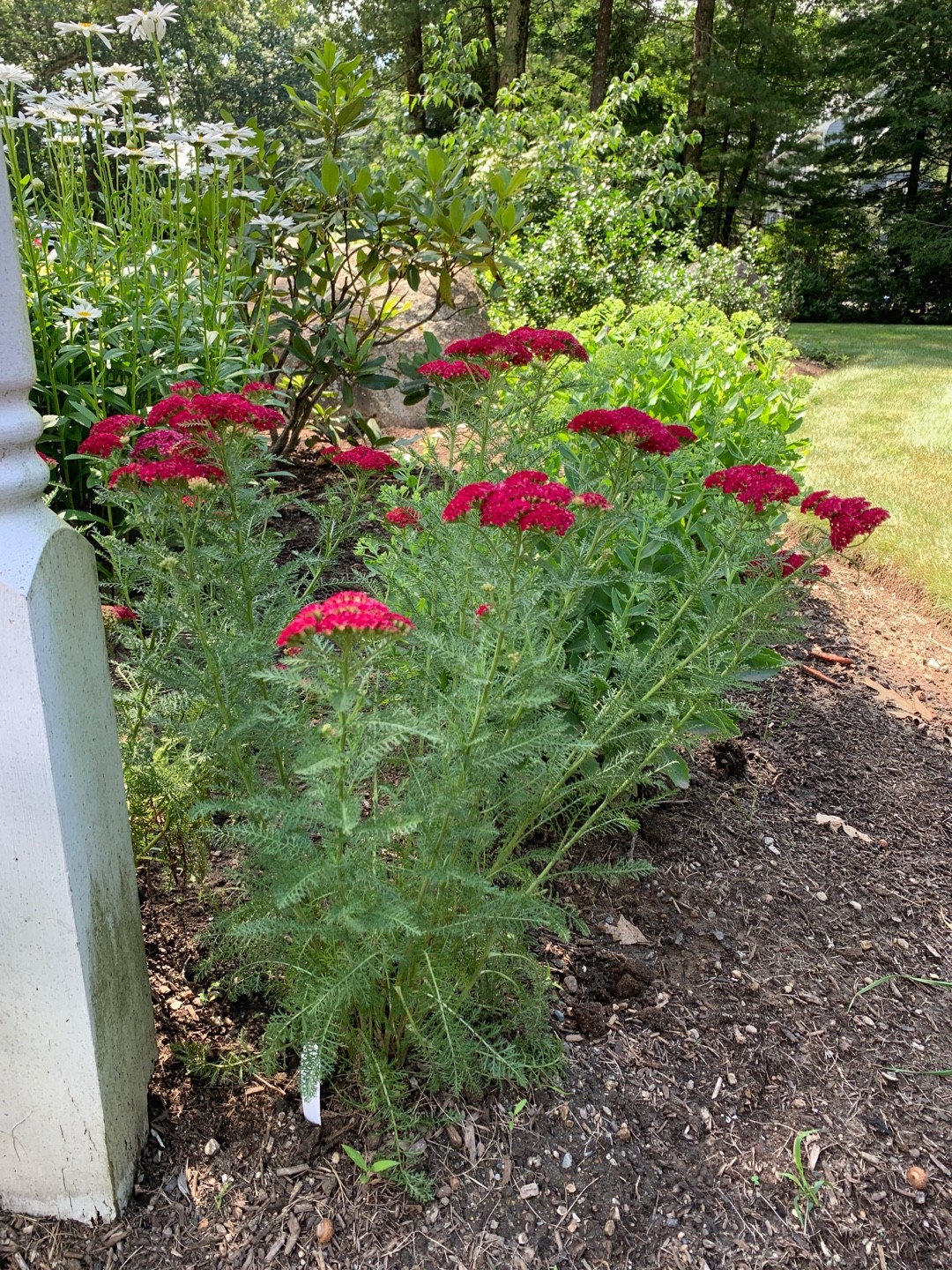 Achillea millefolium 'Pomegranate' Care (Watering, Fertilize, Pruning