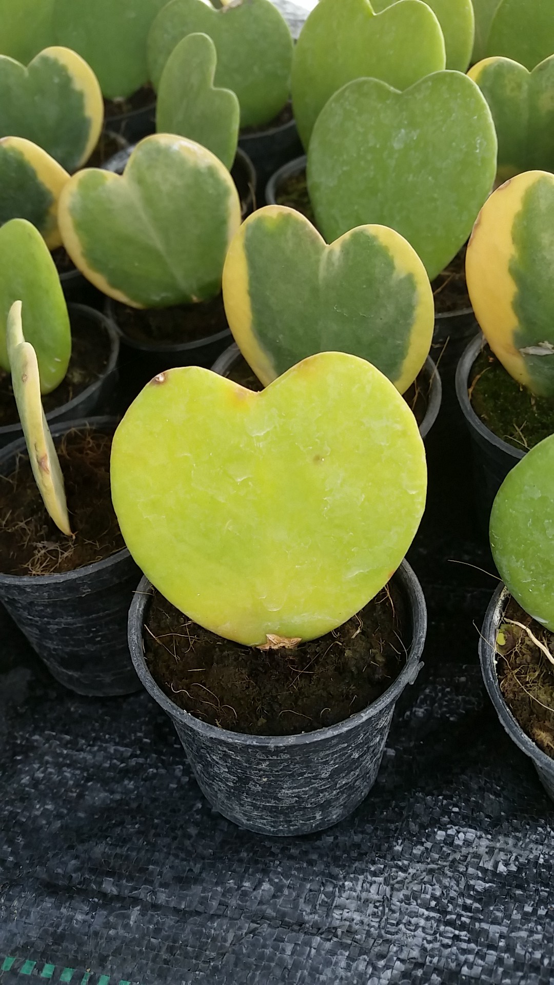 ホヤコーダータ Hoya Cordata 花言葉 毒性 よくある質問 Picturethis