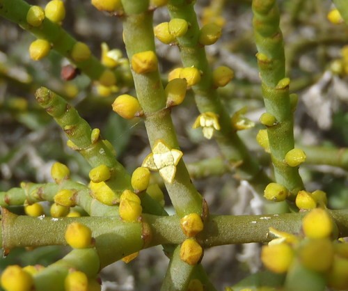 Viscum capense PictureThis