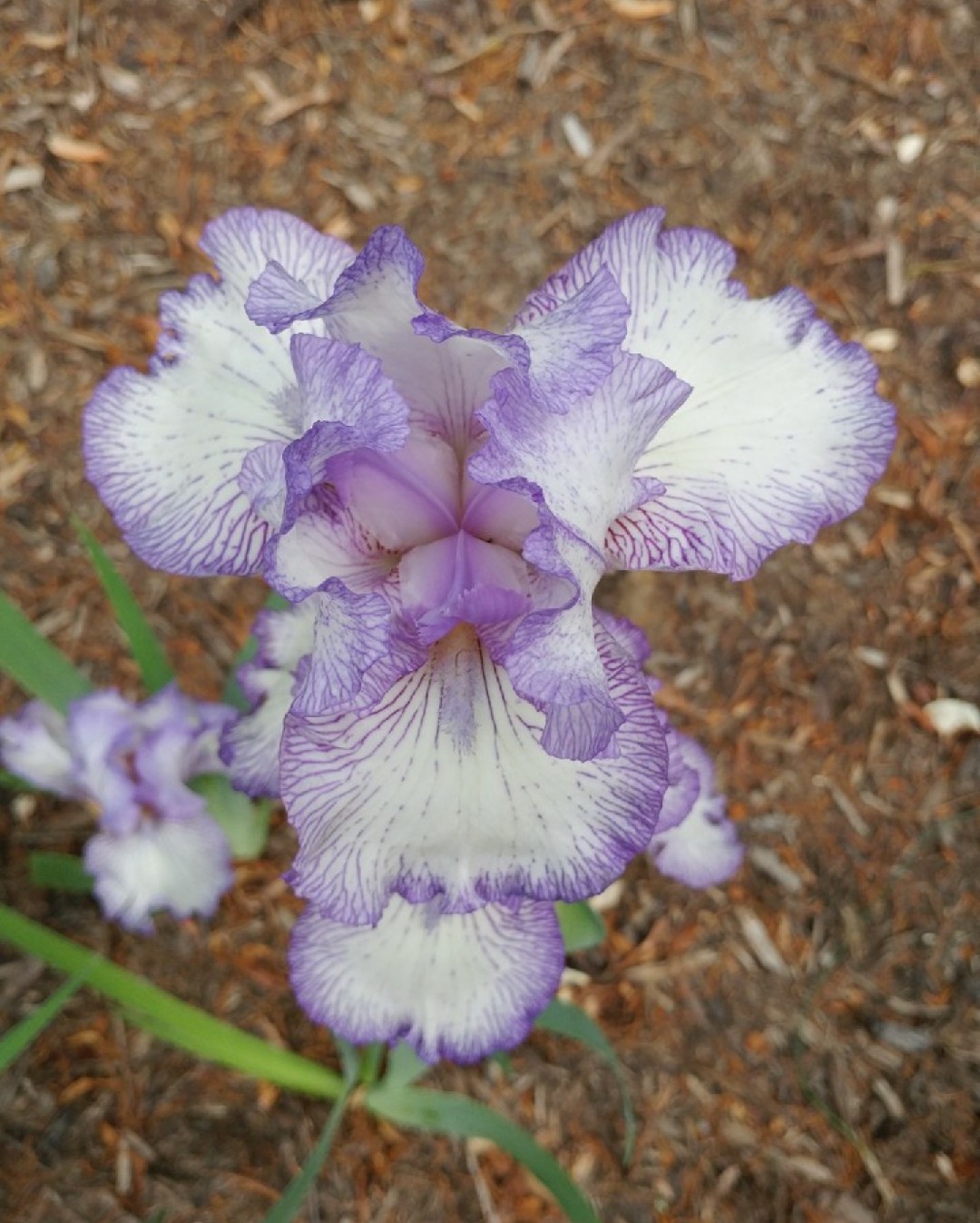 10 Rizomi Di Iris Germanica Mix - Per Un Giardino Colorato E Resistente - Foto 6