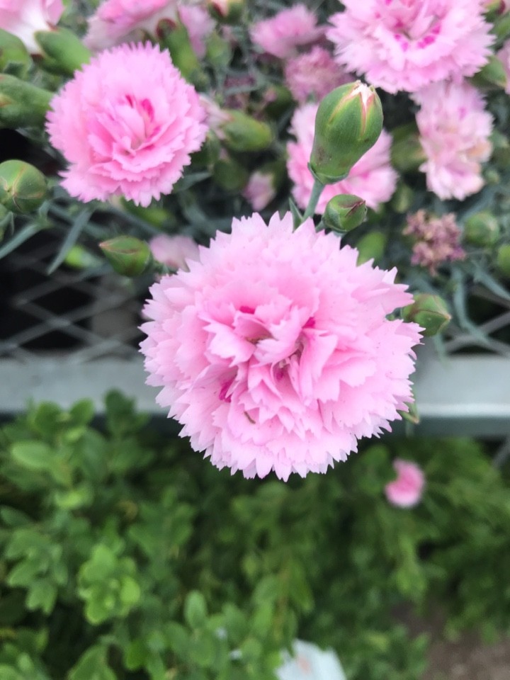 Dianthus plumarius 'Candy Floss' PictureThis