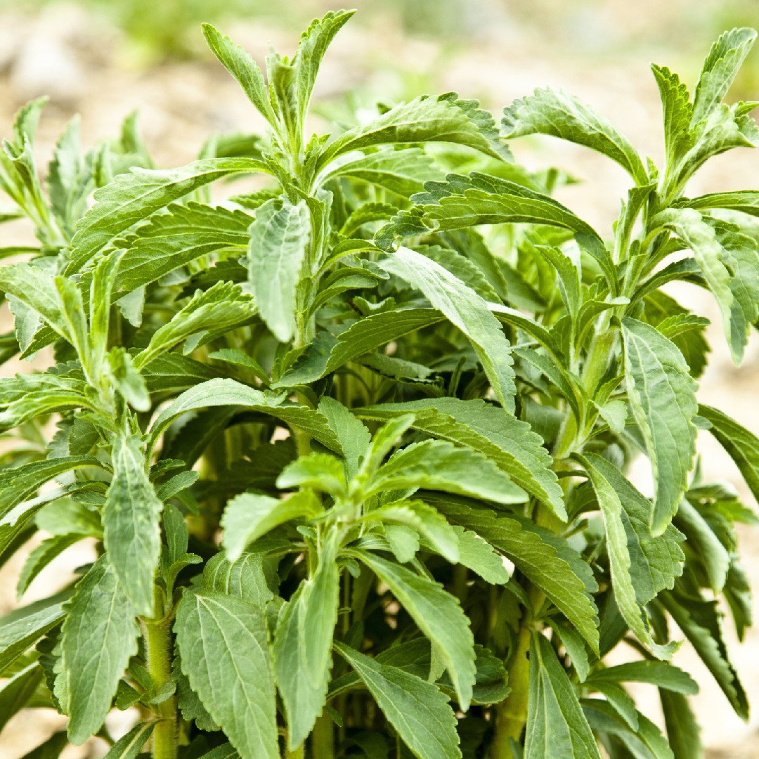 Stevia rebaudiana PictureThis