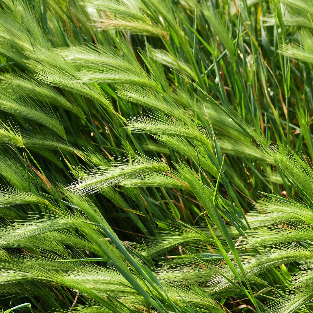 ムギクサ(麦草) (Hordeum murinum) 花言葉,学名,よくある質問 - PictureThis