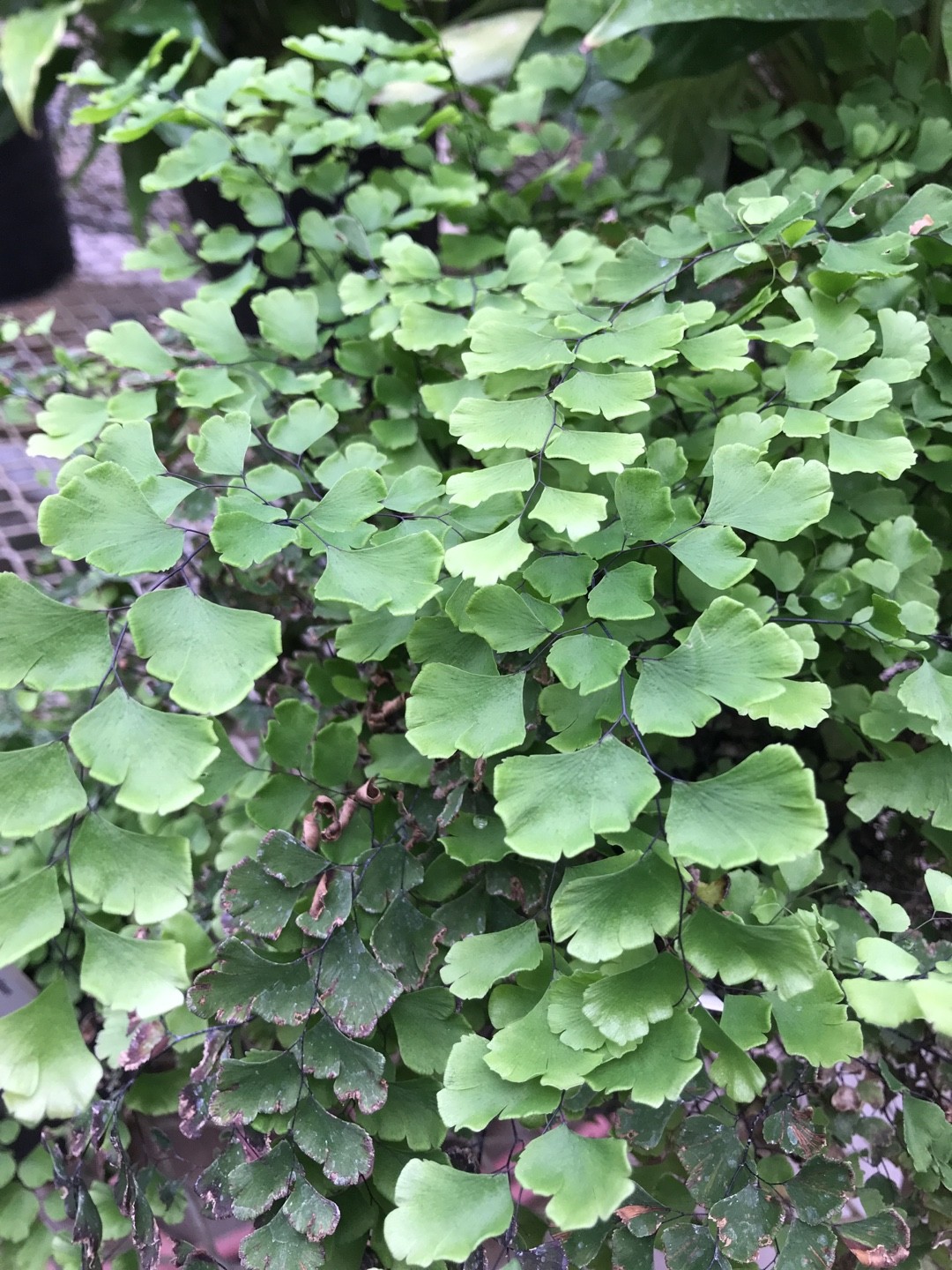Adiantum formosum - PictureThis