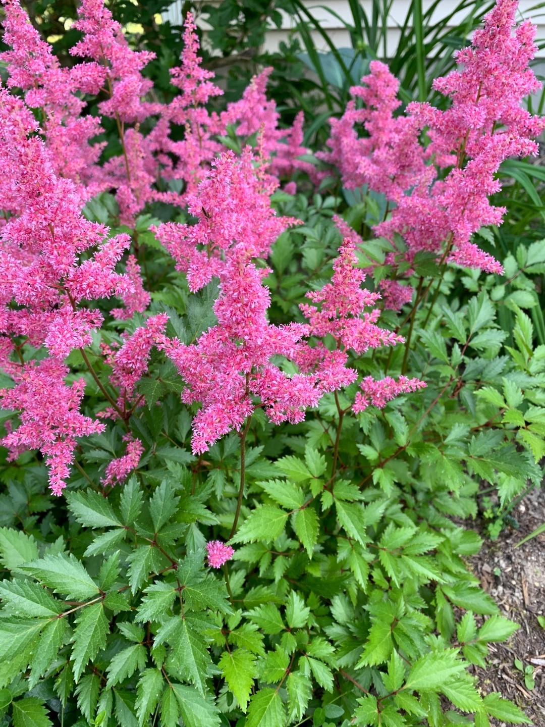 チダケサシ属 Astilbe 花言葉 学名 よくある質問 Picturethis