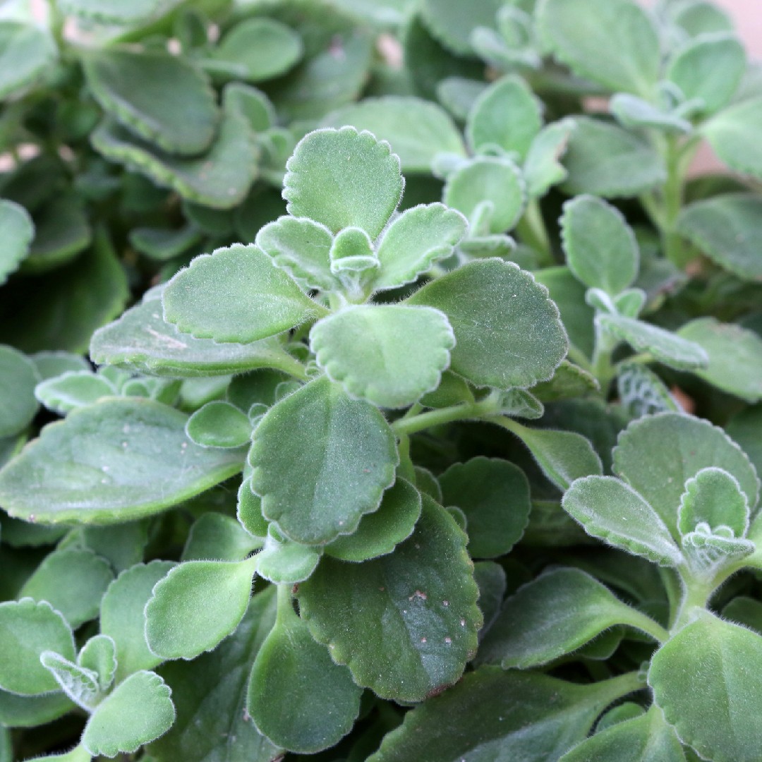 Plectranthus 'Cerveza'n Lime' - PictureThis