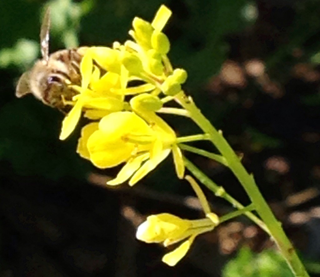 アブラナ科 Brassicaceae 花言葉 学名 よくある質問 Picturethis