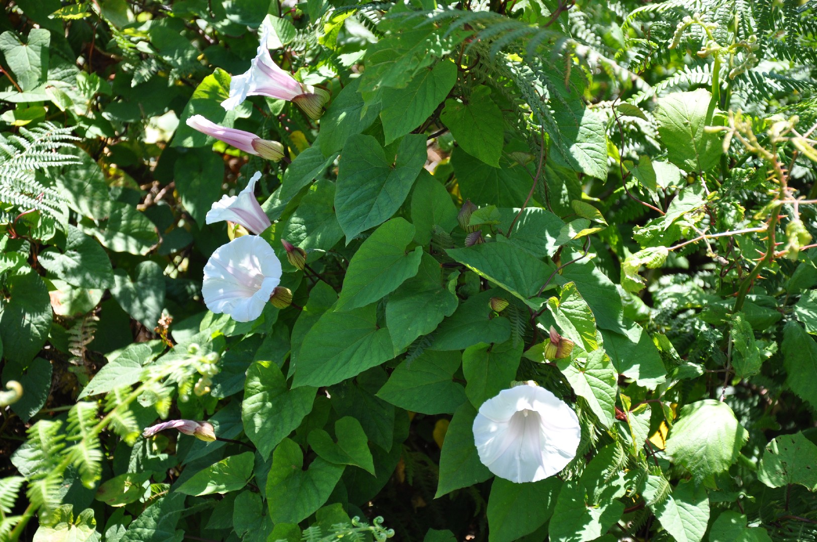 ヒロハヒルガオ 広葉昼顔 Calystegia Silvatica 花言葉 毒性 よくある質問 Picturethis