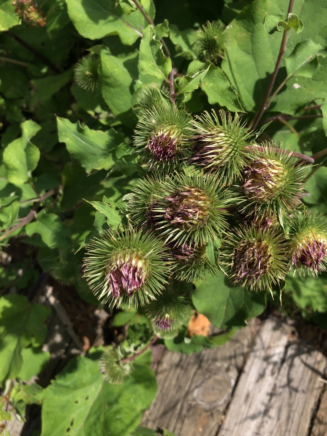 Arctium 照顧 繁殖 開花時間 Picturethis